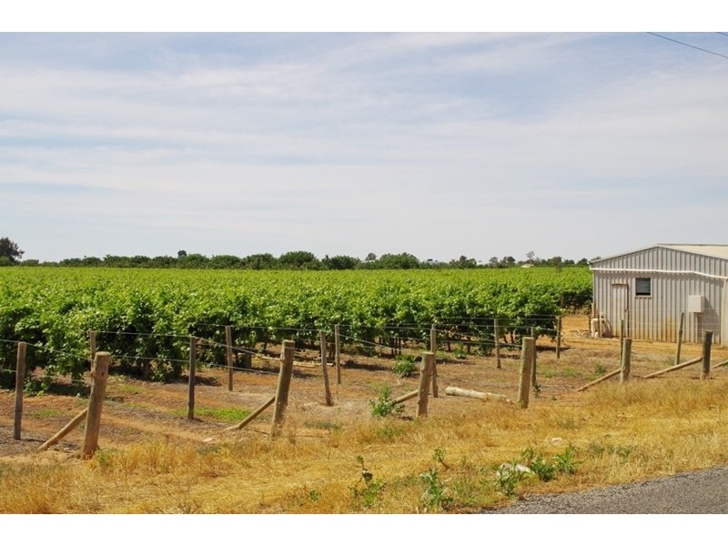 Lot 452 Chowilla Street, Renmark SA 5341