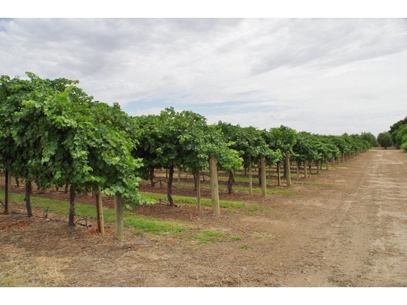 Lot 7 Twentyeighth Street, Renmark SA 5341