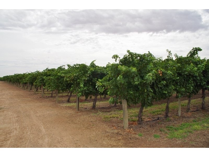 Lot 7 Twentyeighth Street, Renmark SA 5341