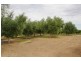 Lot 7 Twentyeighth Street, Renmark SA 5341