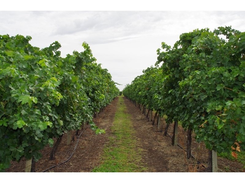 Lot 7 Twentyeighth Street, Renmark SA 5341