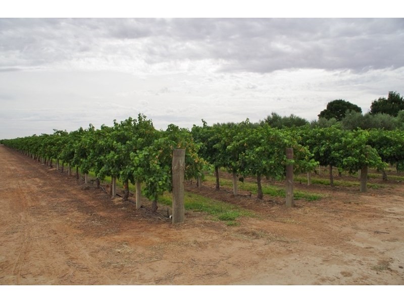 Lot 7 Twentyeighth Street, Renmark SA 5341