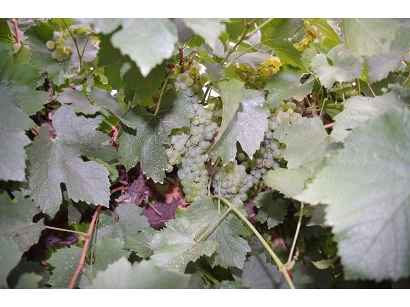 Lot 7 Twentyeighth Street, Renmark SA 5341