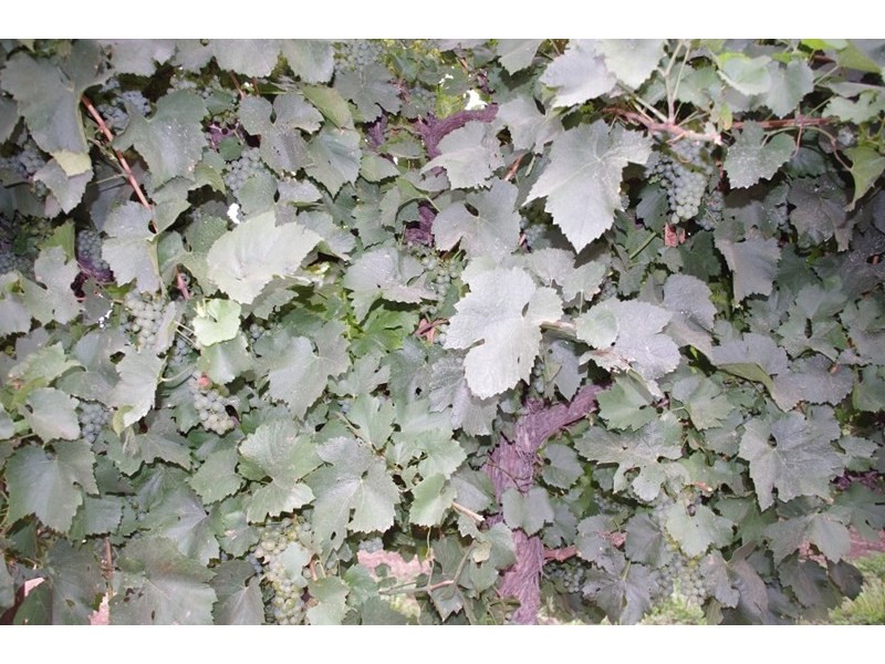 Lot 7 Twentyeighth Street, Renmark SA 5341