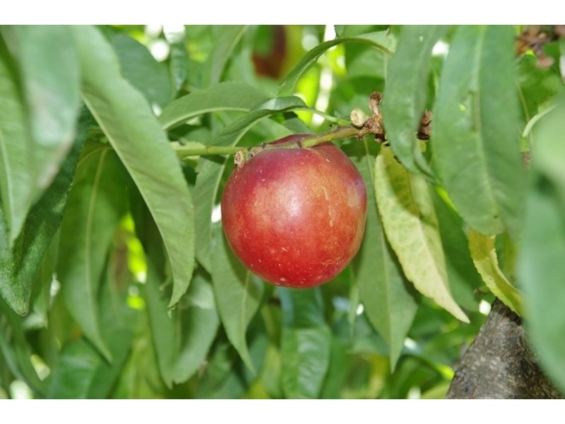 18 Arumpo Street, Renmark SA 5341