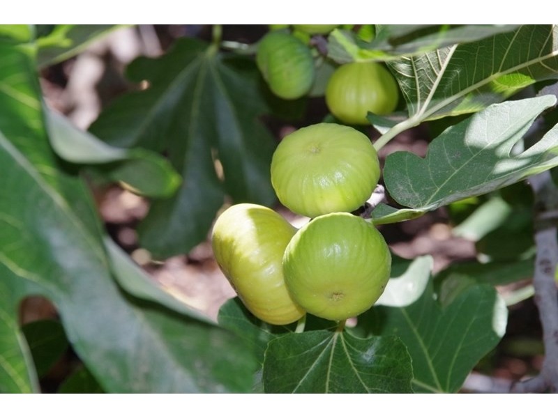 18 Arumpo Street, Renmark SA 5341