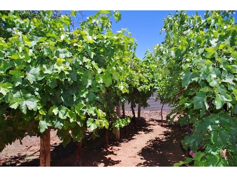 18 Arumpo Street, Renmark SA 5341