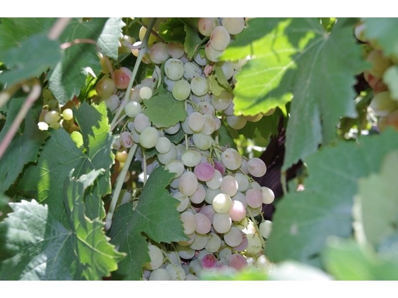 18 Arumpo Street, Renmark SA 5341