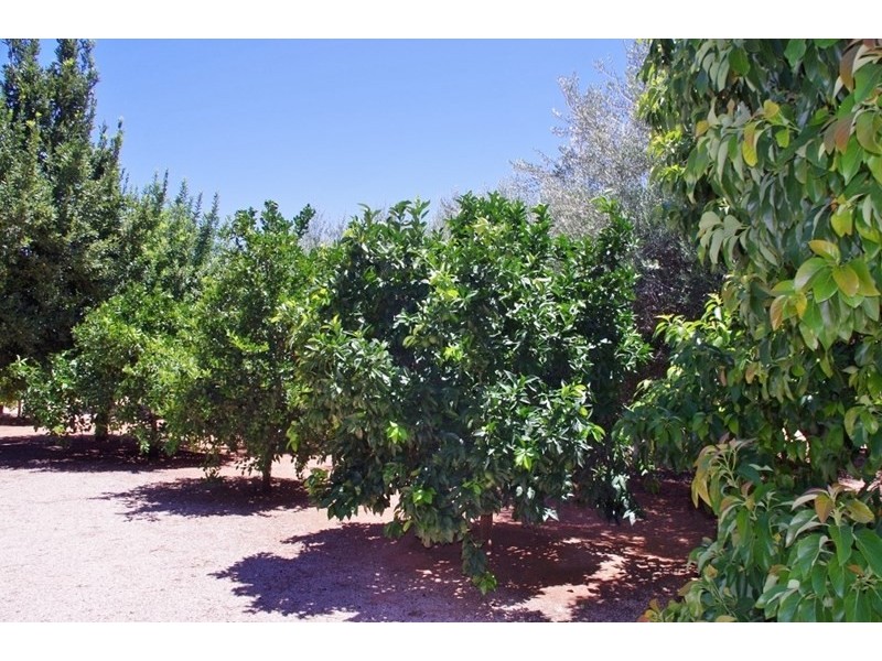 18 Arumpo Street, Renmark SA 5341