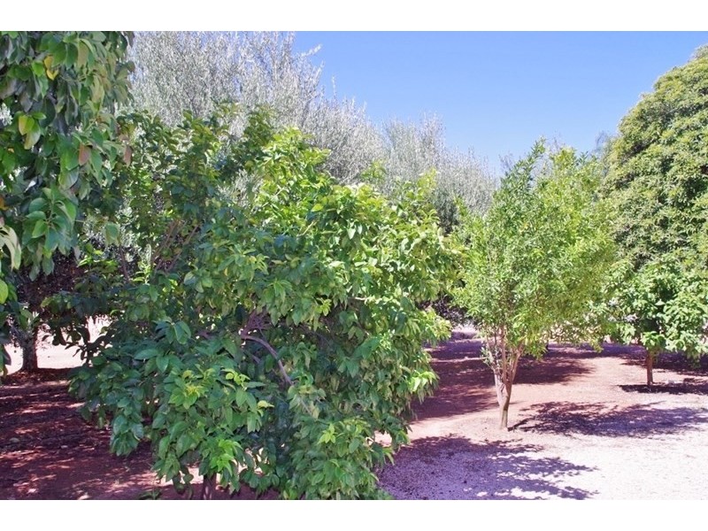 18 Arumpo Street, Renmark SA 5341