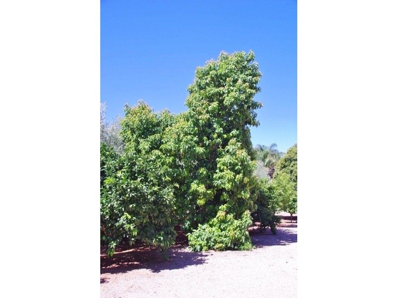 18 Arumpo Street, Renmark SA 5341