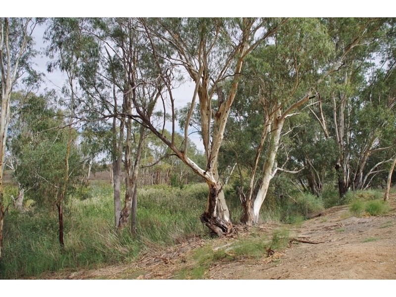 67 Tapio Street, Renmark SA 5341