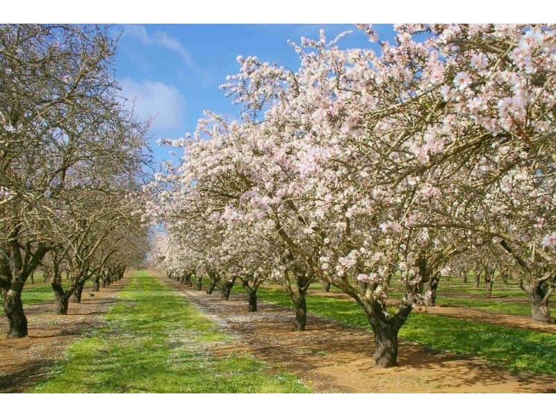 Lots/ Begarra Street, Renmark SA 5341