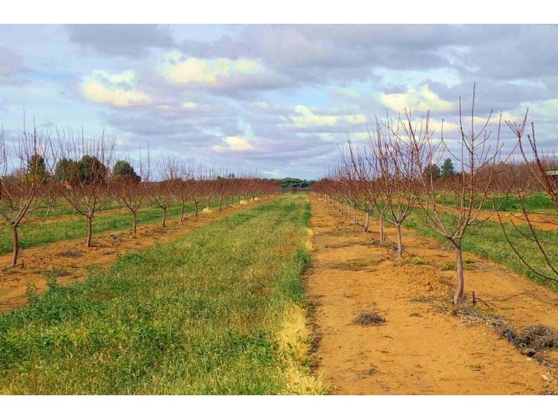 Lots/ Begarra Street, Renmark SA 5341