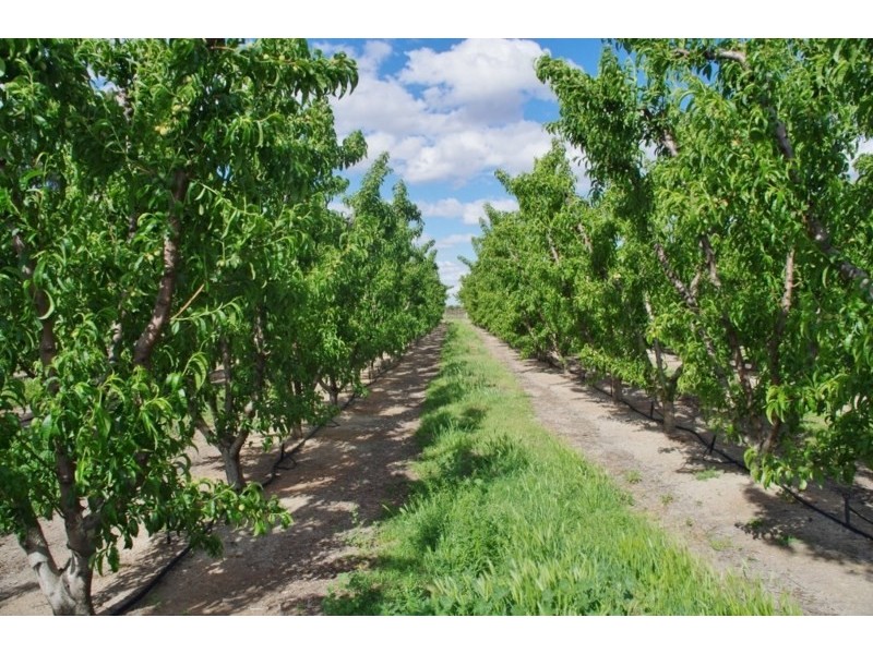 100 Arumpo Street, Renmark SA 5341