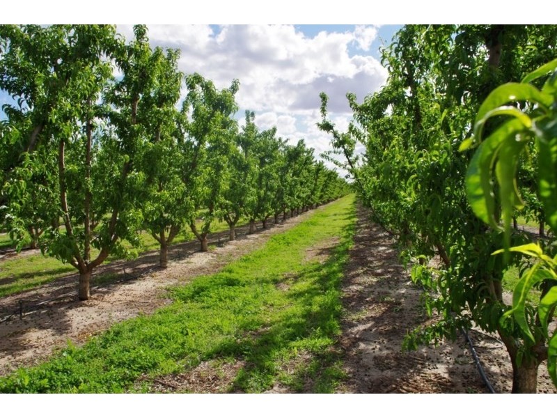 100 Arumpo Street, Renmark SA 5341