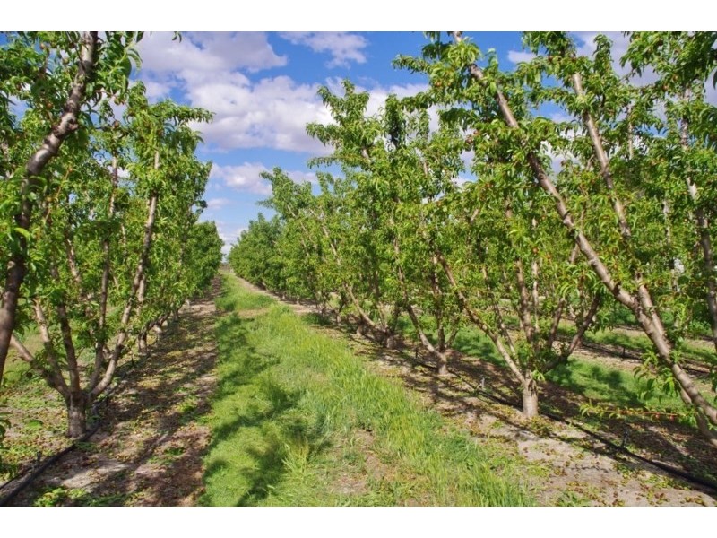 100 Arumpo Street, Renmark SA 5341