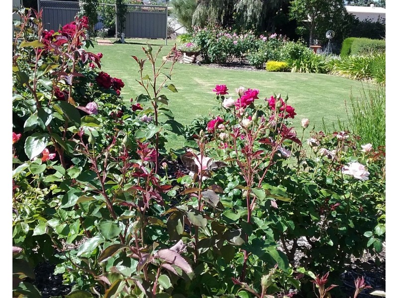 34 Ian Drive, Paringa SA 5340
