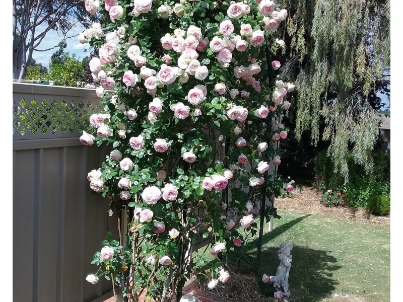 34 Ian Drive, Paringa SA 5340