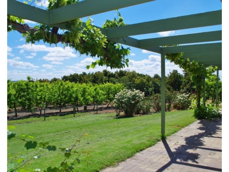 146 Chino Street, Renmark SA 5341