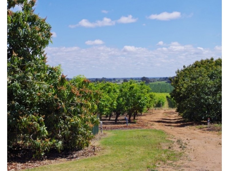 146 Chino Street, Renmark SA 5341