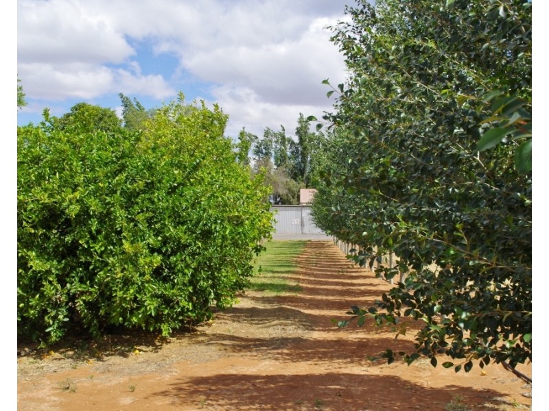 338 Ontario Street, Renmark SA 5341