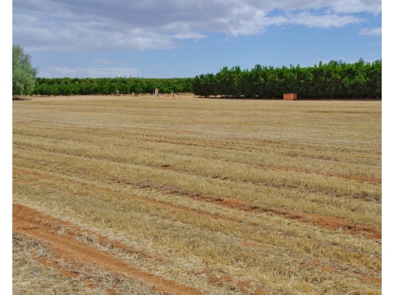 338 Ontario Street, Renmark SA 5341