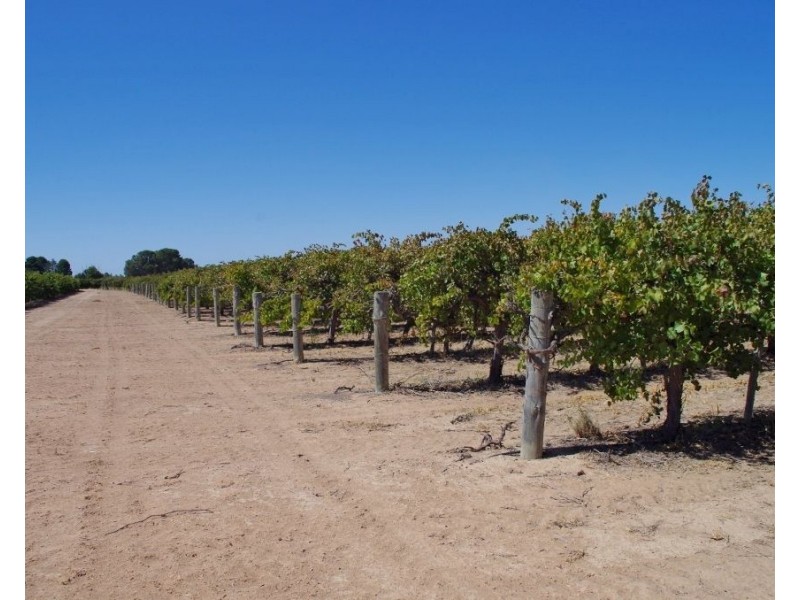 36 Wren Street, Renmark SA 5341