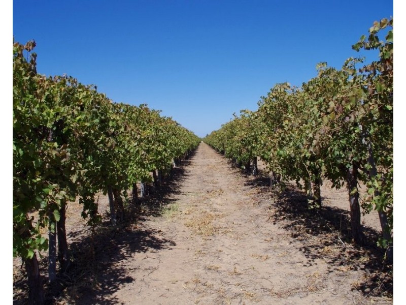 36 Wren Street, Renmark SA 5341