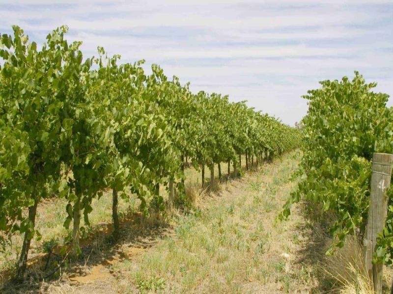 Lot/12 Chowilla Street, Renmark SA 5341