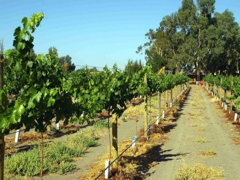 Lot/5 Twentysecond Street, Renmark SA 5341