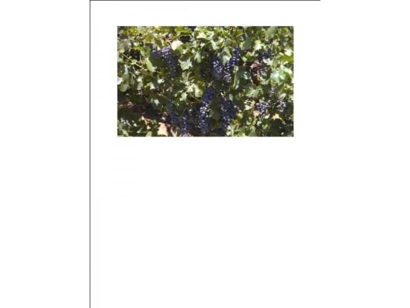 Lot/22 Wren Street, Renmark SA 5341