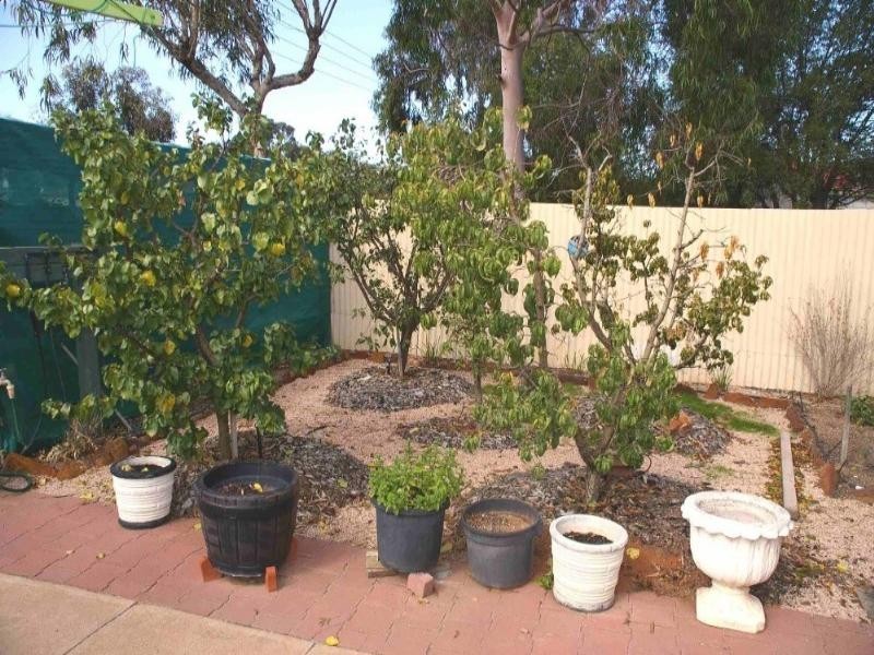 71 Murtho Street, Renmark SA 5341