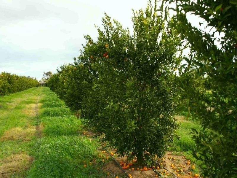 Lot/7 Renmark Avenue, Renmark SA 5341