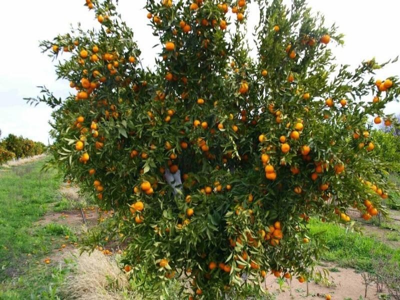 Lot/7 Renmark Avenue, Renmark SA 5341