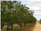 Lot/6 Murtho Road, Paringa SA 5340