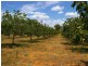 Lot/6 Murtho Road, Paringa SA 5340