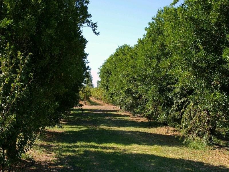Lot/1 Renmark Avenue, Renmark SA 5341