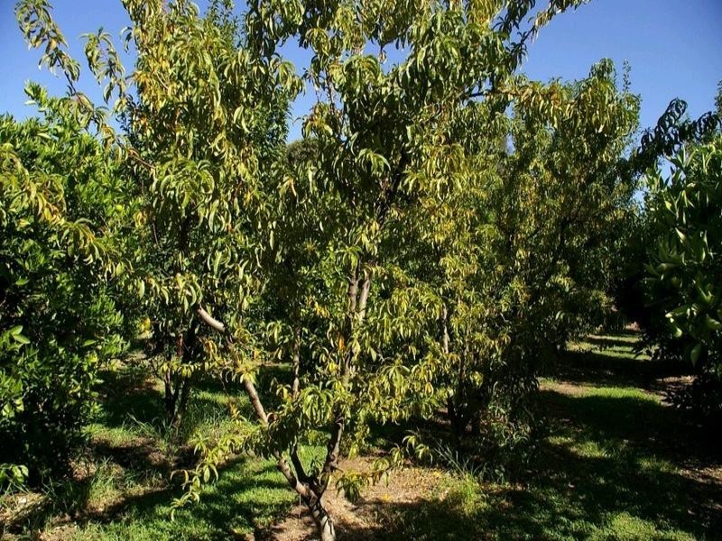 Lot/1 Renmark Avenue, Renmark SA 5341