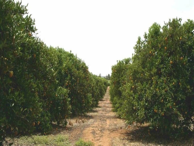 Lot/34 Cooltong Avenue, Renmark SA 5341