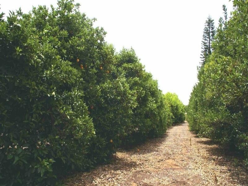 Lot/34 Cooltong Avenue, Renmark SA 5341