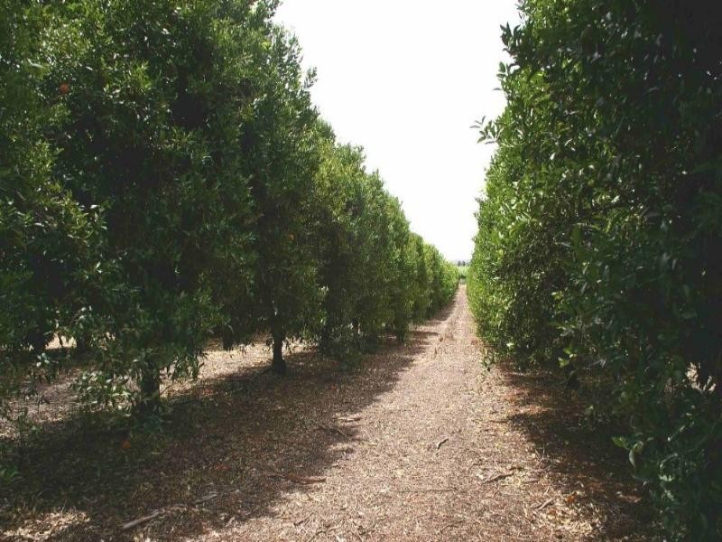 Lot/34 Cooltong Avenue, Renmark SA 5341