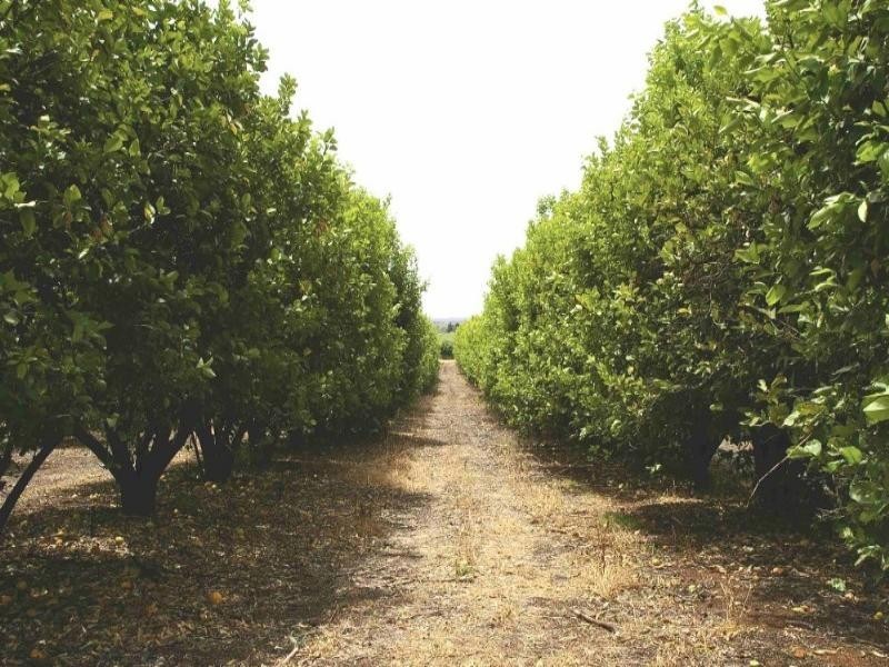 Lot/34 Cooltong Avenue, Renmark SA 5341