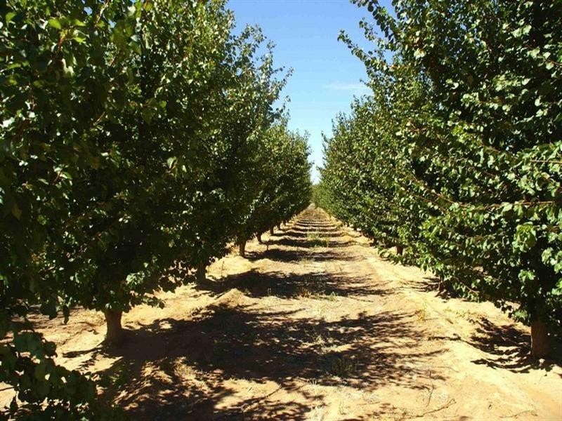 Sec/3 Nelbuck Street, Renmark SA 5341