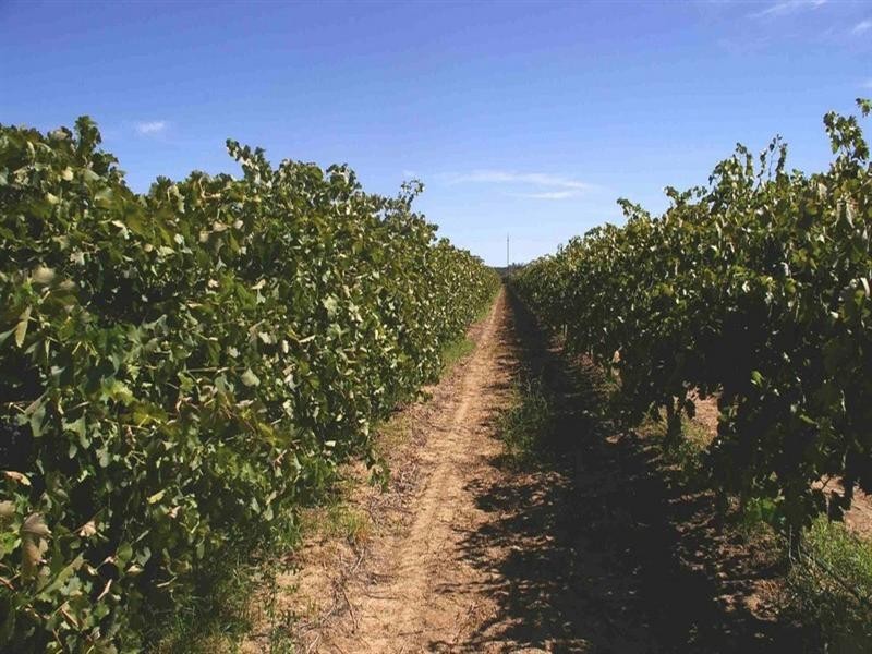 Sec/3 Nelbuck Street, Renmark SA 5341