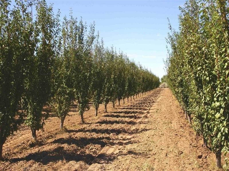 Sec/3 Nelbuck Street, Renmark SA 5341