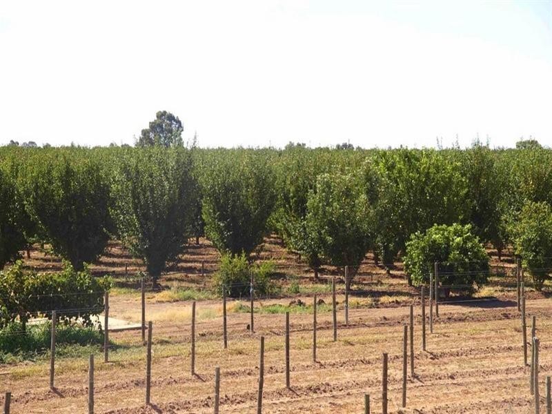 Sec/3 Nelbuck Street, Renmark SA 5341