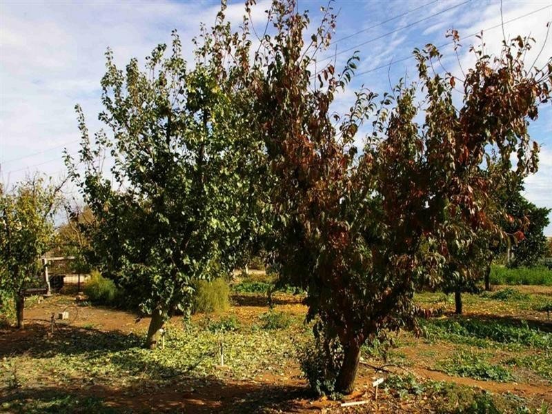 Lot/5 Bookmark Avenue, Renmark SA 5341