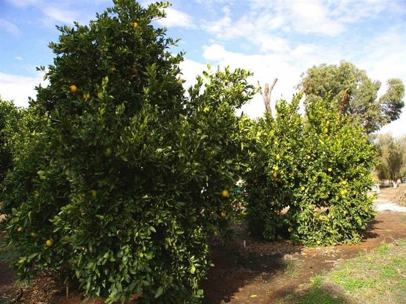 Lot/5 Bookmark Avenue, Renmark SA 5341