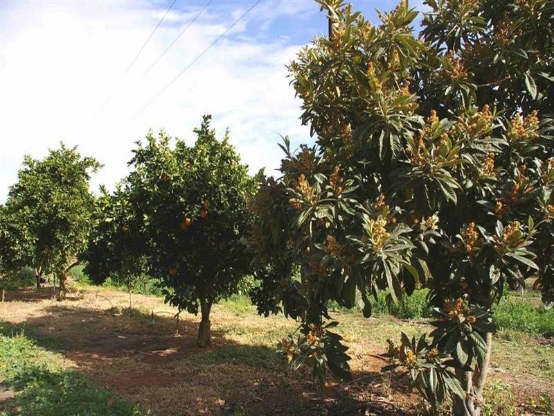 Lot/5 Bookmark Avenue, Renmark SA 5341